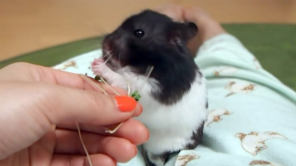 ブロッコリースプラウトの束に食ってかかるおもしろ可愛い癒しハムスターA hamster hung on a bunch of broccoli sprouts!