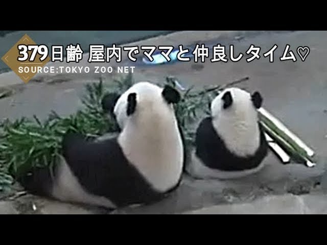 ☆ Cute Panda ☆ #42  【癒し】シャンシャン ママと仲良しタイム♡