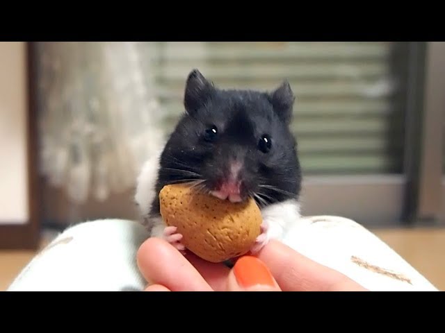 コレあかん!ナッツはテイクアウトするわ!おもしろ可愛い癒しハムスターA hamster to take out nuts!