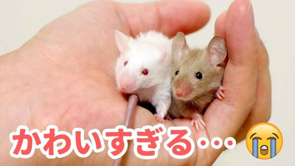 【癒し】マウスがかわいすぎて何かが目覚めそうな動画