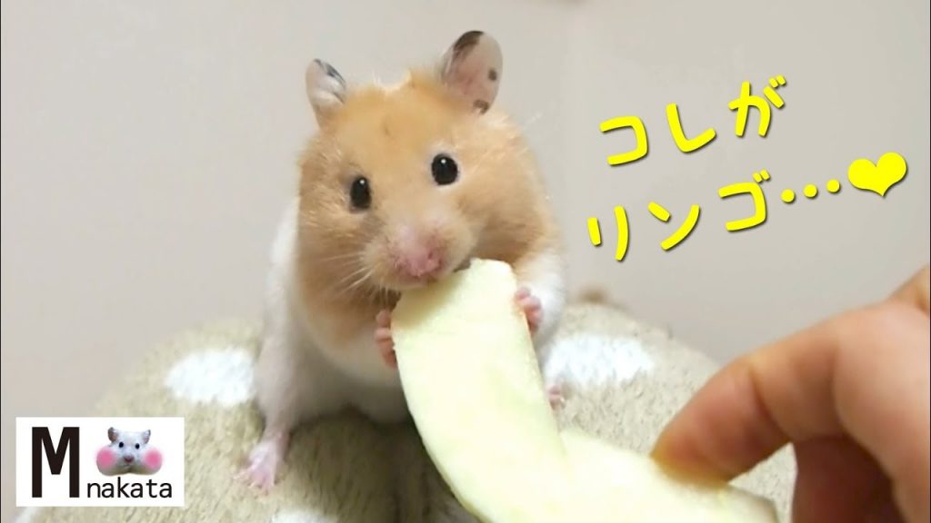 ハムスターが初めてリンゴを食べた反応は?おもしろ可愛い癒しハムスターHow did the Funny hamster eat apples for the first time?