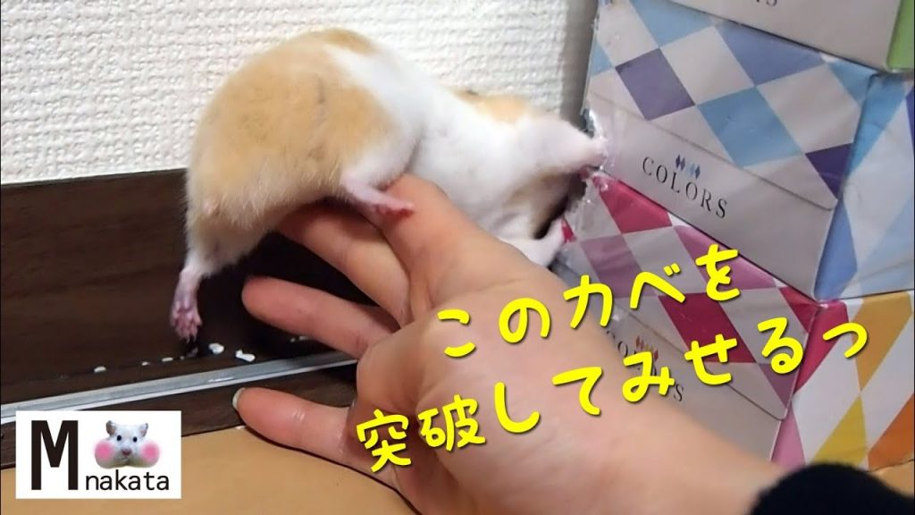 飼い主お手上げ!ハムスターの反抗期!おもしろ可愛い癒しハムスターFunny hamster is going through a rebellious phase.