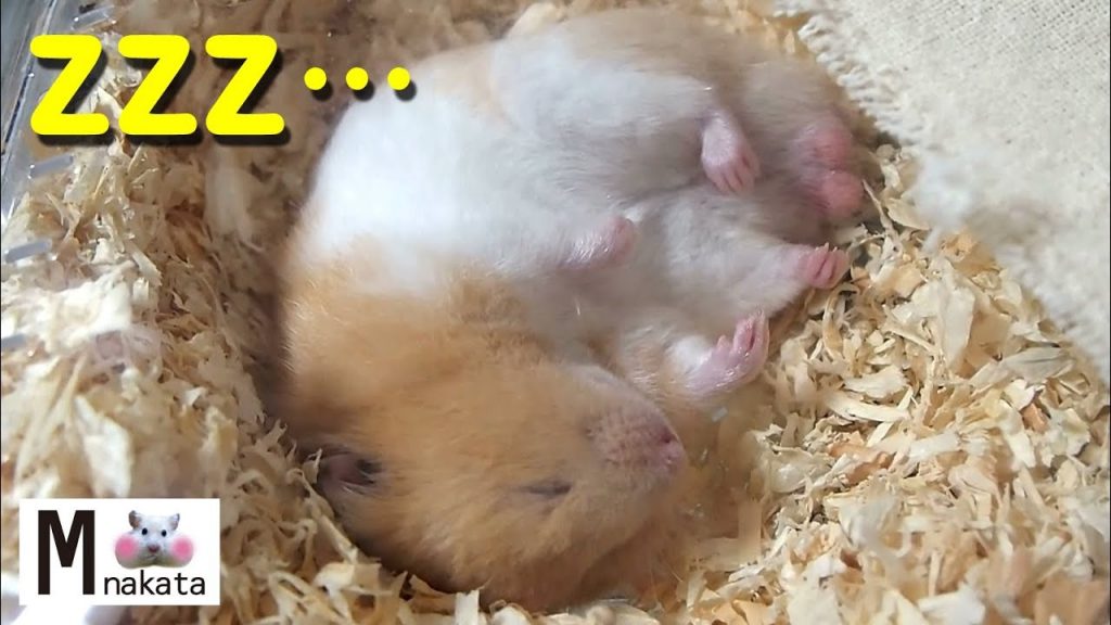 【ハムスターおもしろ可愛い癒し】寝床で超幸せそう!可愛すぎる爆睡ハムスターHappy hamster in bed