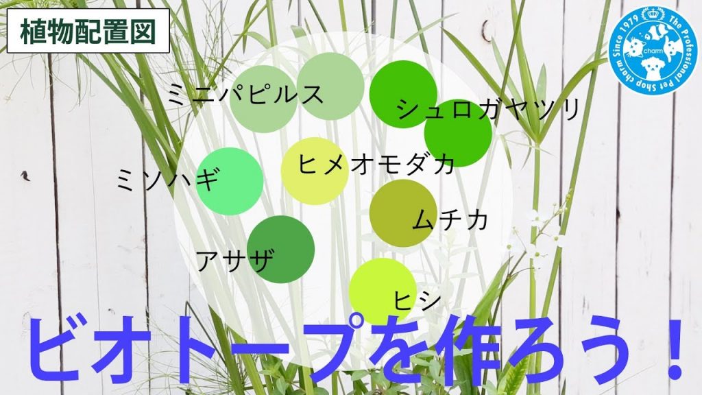 【チャーム】癒しのBiotope　緑を中心にシンプルにまとめたレイアウト　お手軽セット方法　シンプル円形スイレン鉢セット