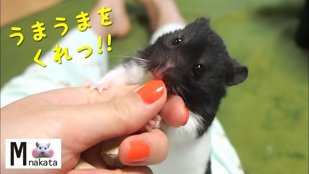 餌を奪い取るときの可愛さといったら…!おもしろ可愛い癒しハムスターI can not believe the cuteness when Funny hamsters take away food