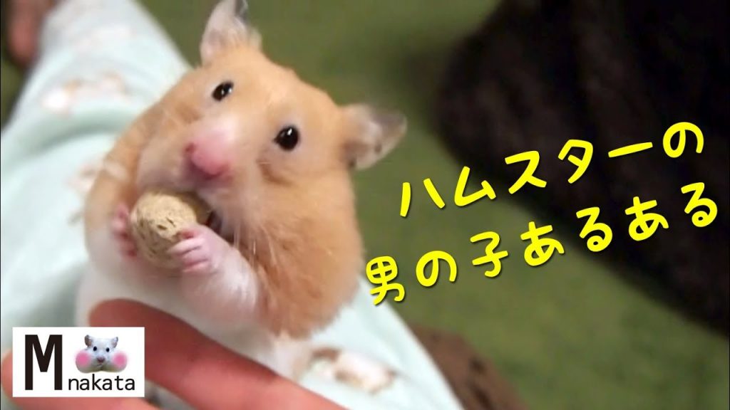 男の子ハムスターならではのハプニングとは…おもしろ可愛い癒しハムスターHappenings unique to Funny boys hamsters!