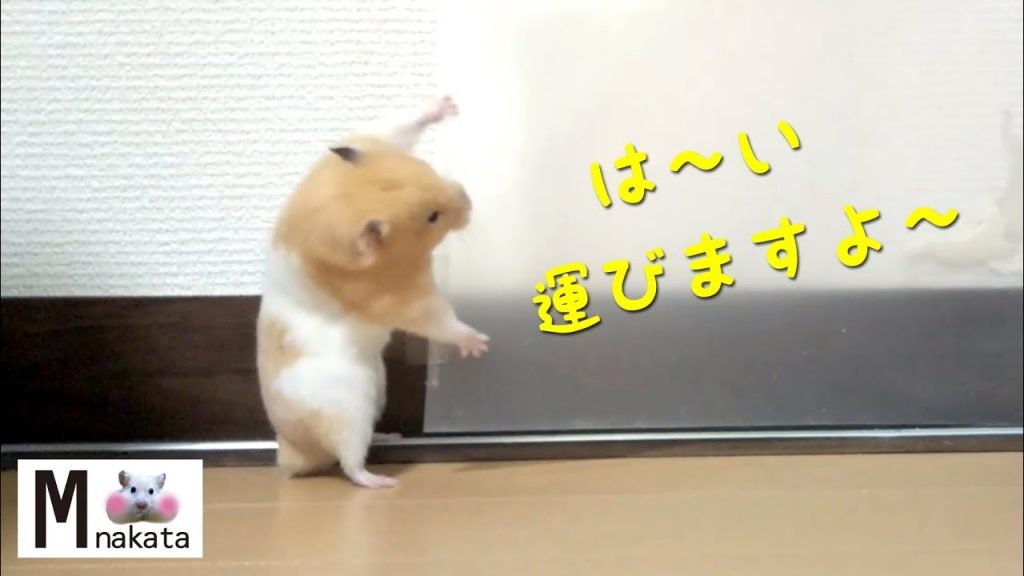 中身人間?撤去作業が神業のハムスター!おもしろ可愛い癒しハムスターHuman? Removal work is a supernatural Funny hamster! ASMR