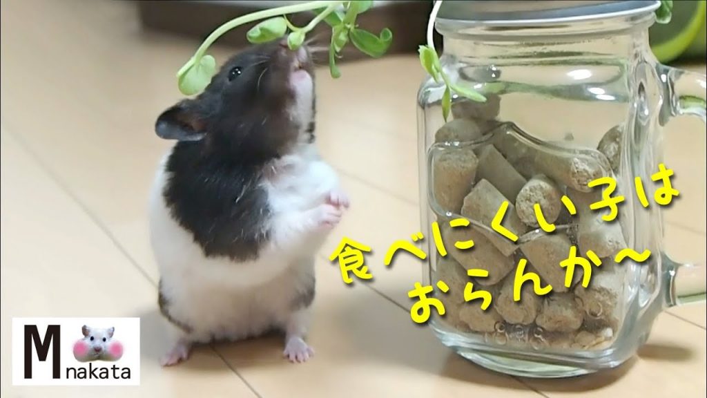 ブチッ!食べにくい野菜に容赦ない!おもしろ可愛い癒しハムスターFunny hamster that does not forgive vegetables that are hard to eat