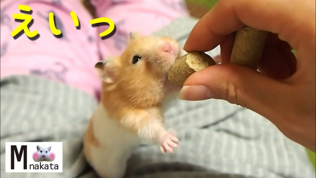 【ハムスター】餌くれくれのしぐさが面白すぎる!おもしろ可愛い癒しThe gesture of wanting hamster food is too fun!