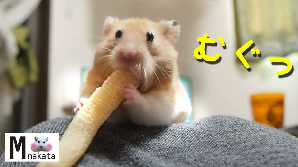 【ハムスター】ヤングコーンを無理やり入れた結果…?おもしろ可愛い癒しThe hamster forcibly put the corn into the cheek pouch