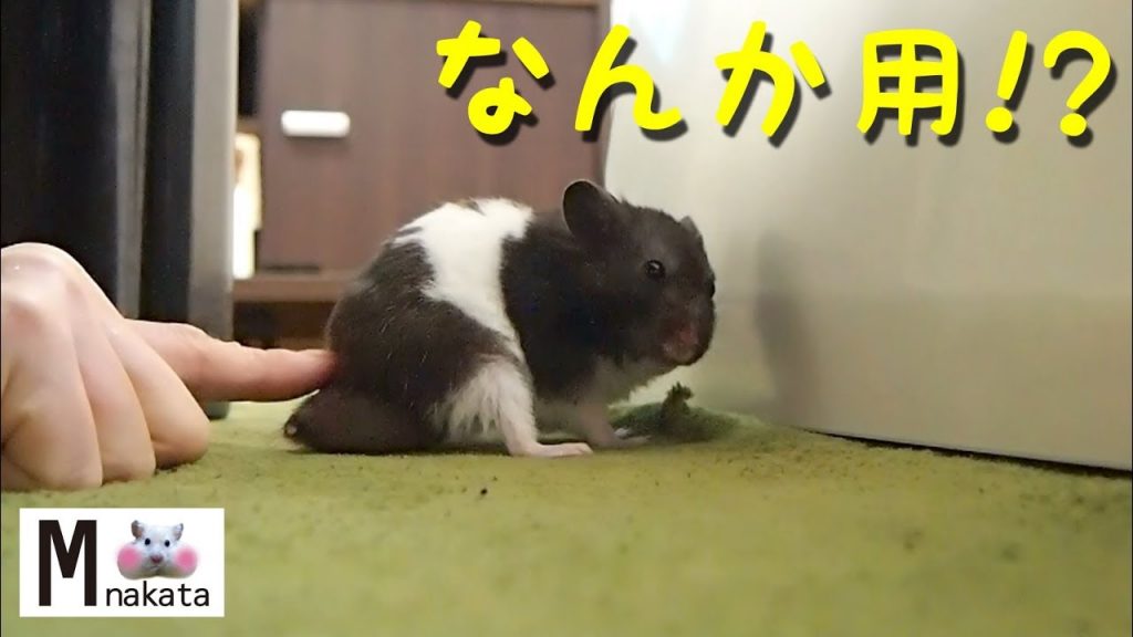 【ハムスター】ストレス解消!噛み続けた結果…？おもしろ可愛い癒しStress relief!Do not stop chewing hamster