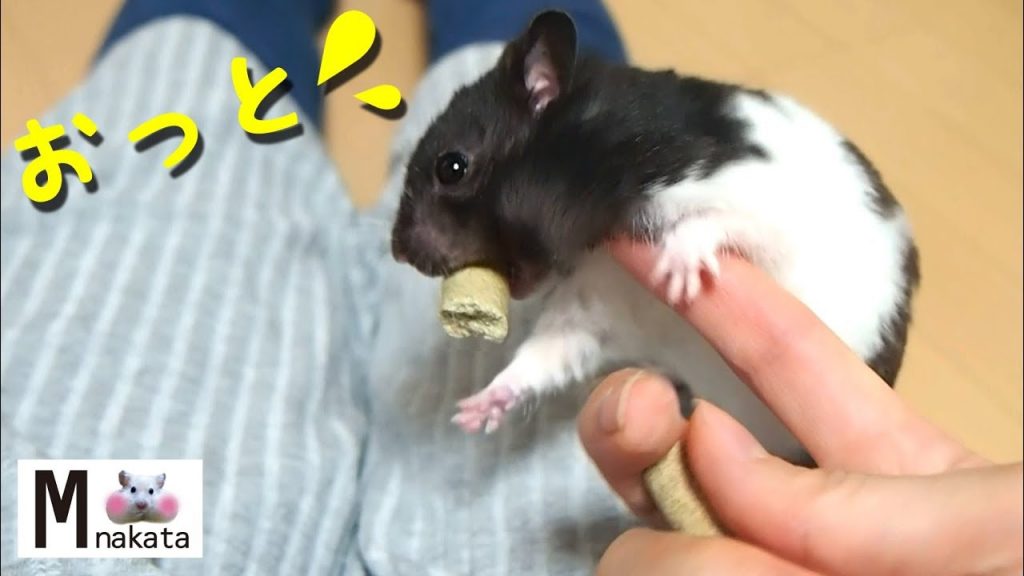 【ハムスター】いたずらを仕掛けてみた結果…？おもしろ可愛い癒しWhat is the result of trying a mischief on a hamster?