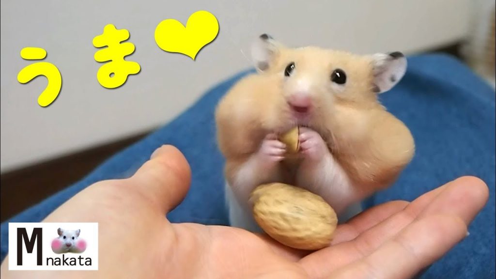 【ハムスター】ピスタチオをあげるとやばいっ!おもしろ可愛い癒しPistachio should be given to the hamster!