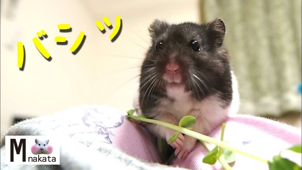 【ハムスター】手でパシッ!まさか豆苗をたたくなんて!おもしろ可愛い癒しI can not believe that hamsters are knocking on bean seedlings!