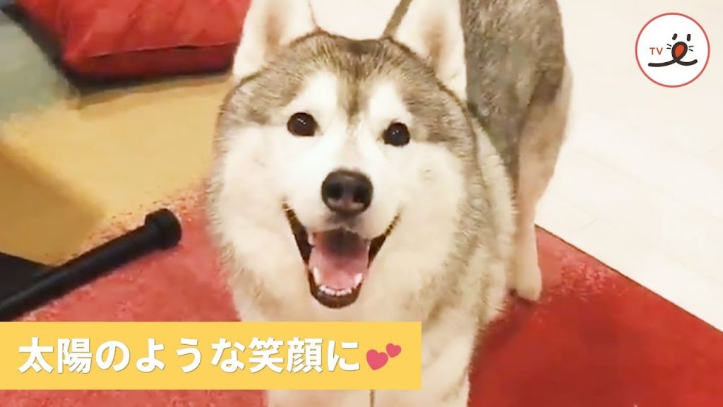 平和な顔に一目惚れ😍 癒しを届けるハスキー犬の文太くん🐶✨ 【PECO TV】