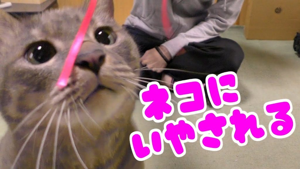 【癒し動画】猫とおもちゃで遊んでたらカメラのマイクを殴られた