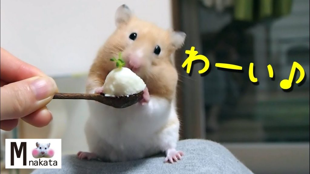 【ハムスター】めっちゃ喜ぶおやつ!それは…？おもしろ可愛い癒しWhat is snack that hamsters are pleased with?