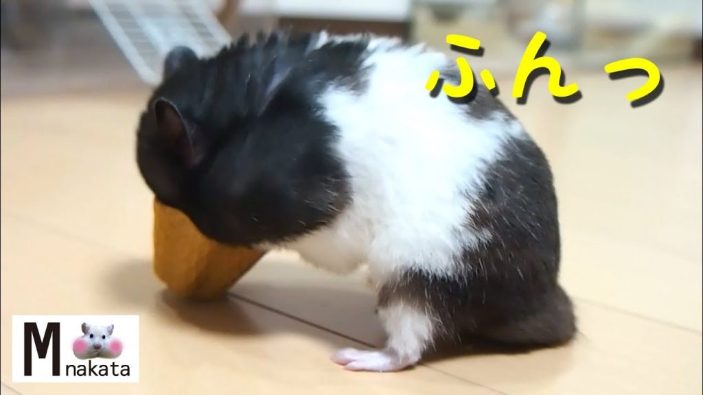 【ハムスター】サラダボウルを食べた結果…?おもしろ可愛い癒し As a result of hamsters eating a salad bowl?