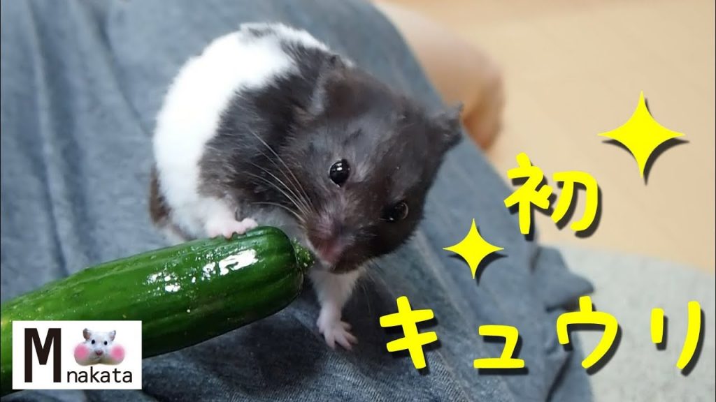 【ハムスター】初めてのキュウリ!食べるのか!?おもしろ可愛い癒しDo hamsters eat cucumbers for the first time?