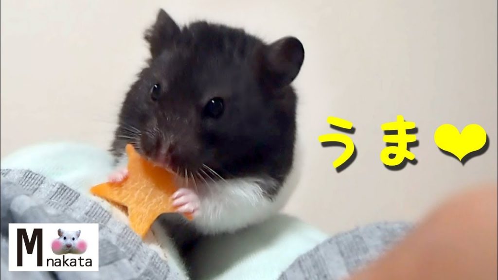 【ハムスター】おやつの早食いが可愛すぎて…?おもしろ可愛い癒しThe hamster eats too fast is too cute!