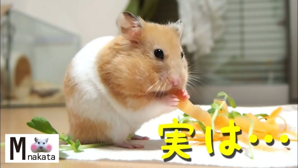 【ハムスター】人参を食べると見せかけて実は…？おもしろ可愛い癒しA hamster pretending to eat carrots