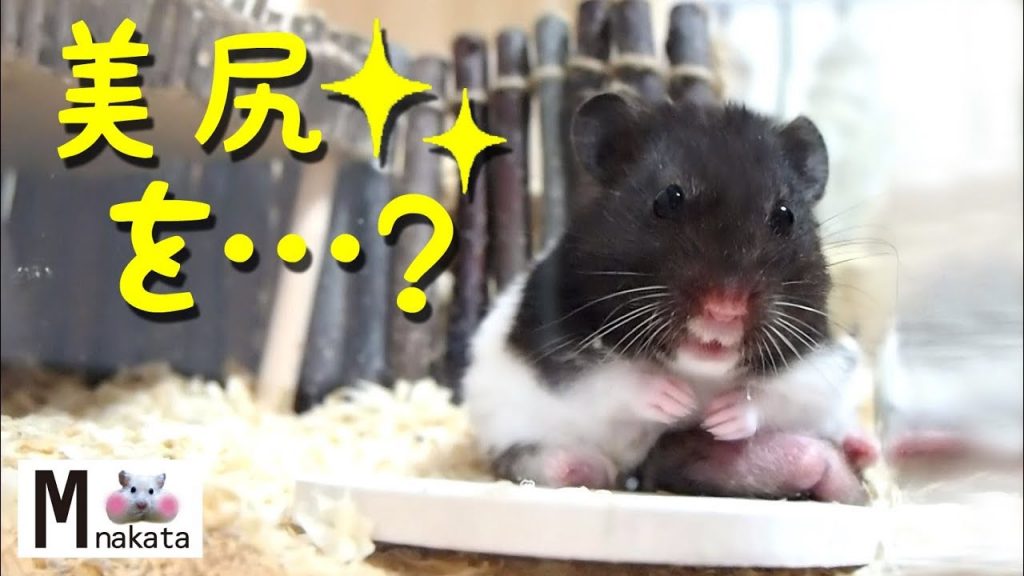 【ハムスター】美尻がクッション!?おもしろすぎる毛繕い!おもしろ可愛い癒しNice buttocks cushion !?Hamster’s grooming is too funny!