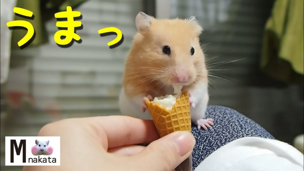 【ハムスター】癒しのアイスタイムが可愛すぎる!おもしろ可愛い癒しThe hamster’s ice time is too cute