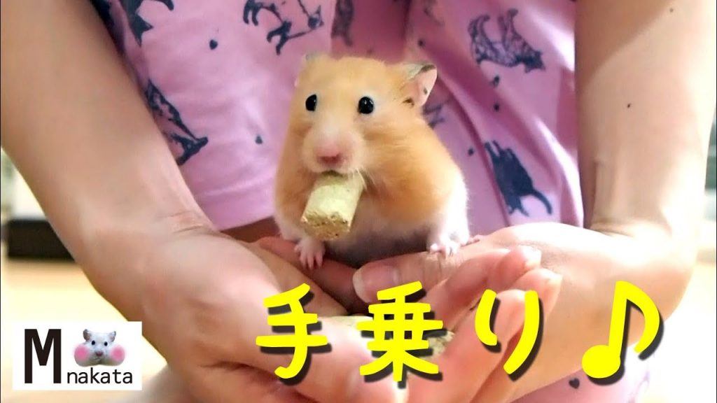 【ハムスター】手乗りハムスターの食事が可愛すぎる!おもしろ可愛い癒し Hamster meal on hand is too cute