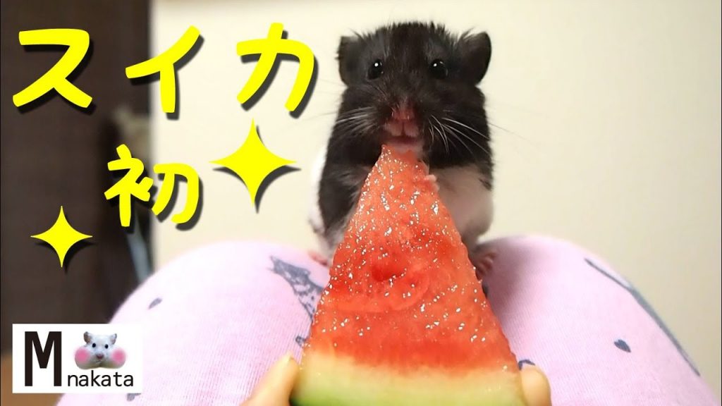 【ハムスター】初めてスイカを食べた反応は…？おもしろ可愛い癒し What reaction did the hamster eat watermelon for the first time?