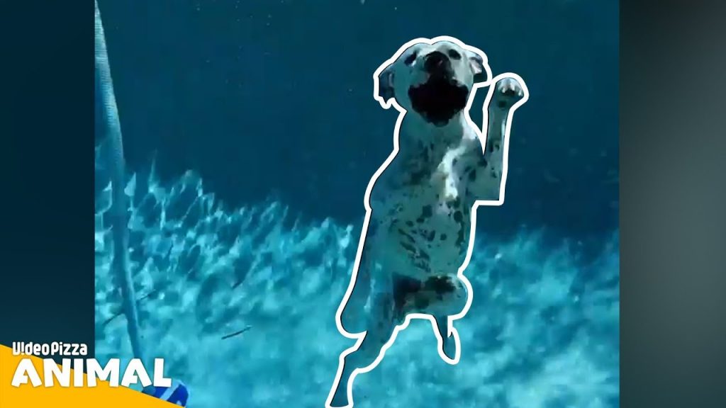 【プール】犬かきが可愛すぎる！犬の癒し動画【Video Pizza】