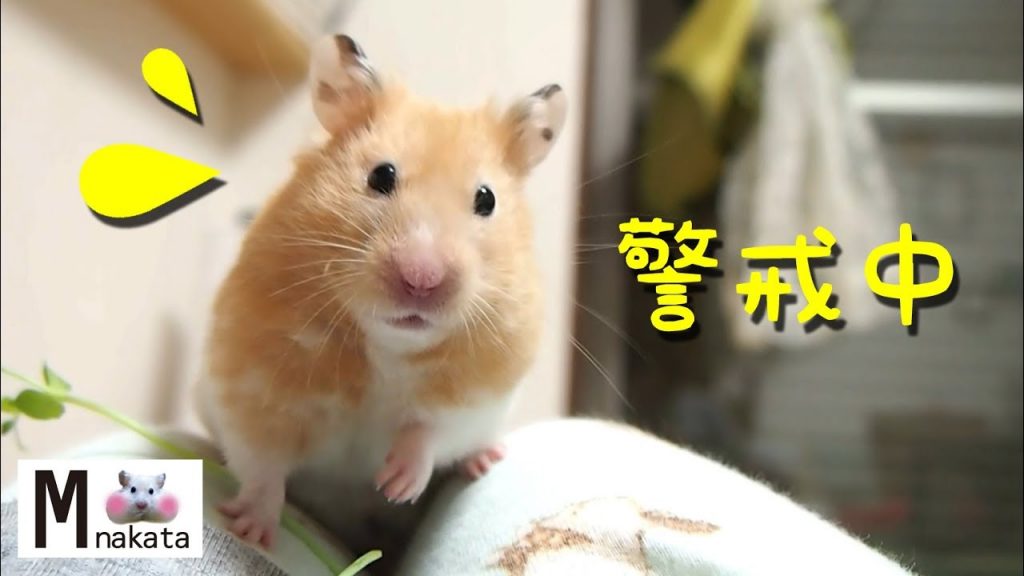 【ハムスター】リアクション可愛すぎ!危険を感じたハムスター!おもしろ可愛い癒し The hamster reaction which felt danger is too cute!