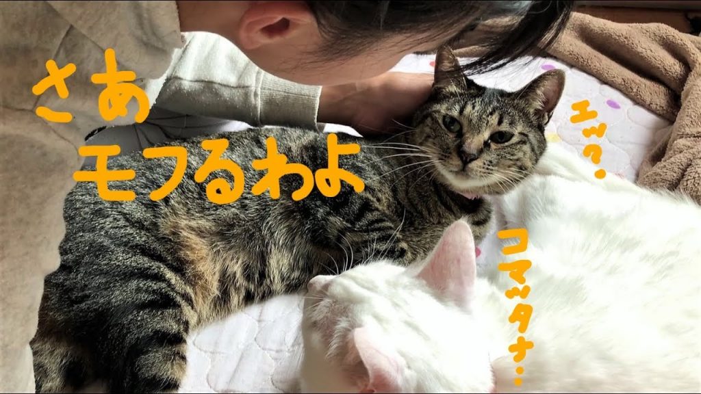 【主婦がはまる】癒しの猫モフ