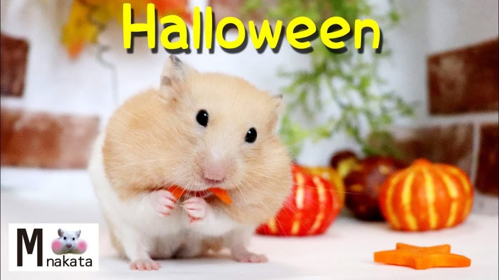 【ハムスター】可愛すぎるハロウィン撮影!2019年カレンダー発売!おもしろ可愛い癒しCalendar in 2019!Hamster’s cute Halloween making-of video!