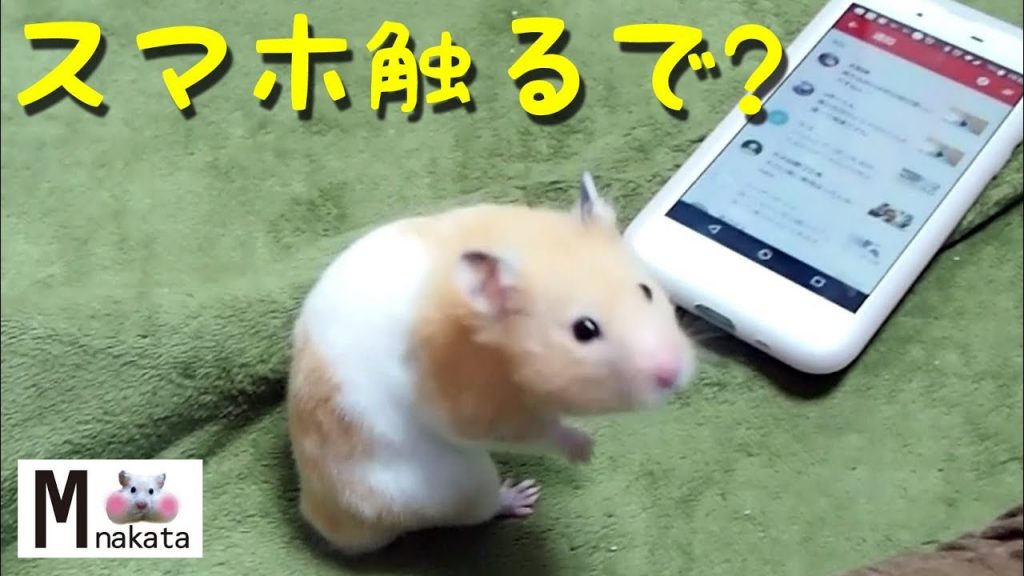 【ハムスター】ハムスターはスマホを操作できるのか?おもしろ可愛い癒しCan hamsters operate smartphones?