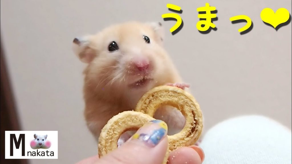 【ハムスター】おやつはバームクーヘンがおすすめ!おもしろ可愛い癒し Bamucuchen is recommended for hamster snacks!