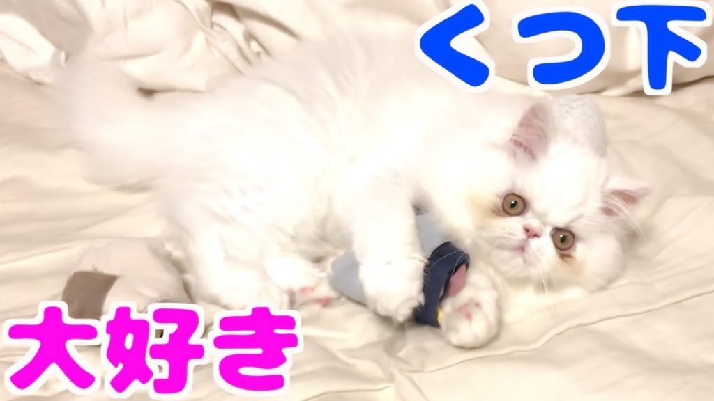 【癒し動画】くつ下で遊んじゃう小猫がかわいい！