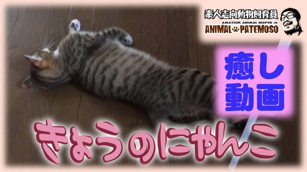 【癒しの猫動画】きょうのにゃんこ011【CAT VIDEO】