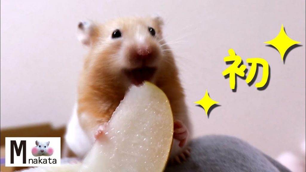 【ハムスター】初めて梨を食べた結果…?おもしろ可愛い癒しHamster who ate pear for the first time is too cute