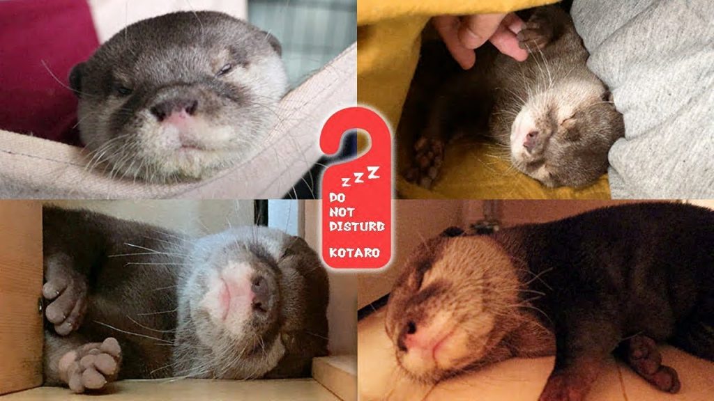 カワウソ  コタロー　ベスト・オブ・癒し寝顔　Kotaro the Otter The Best Sleeping Face