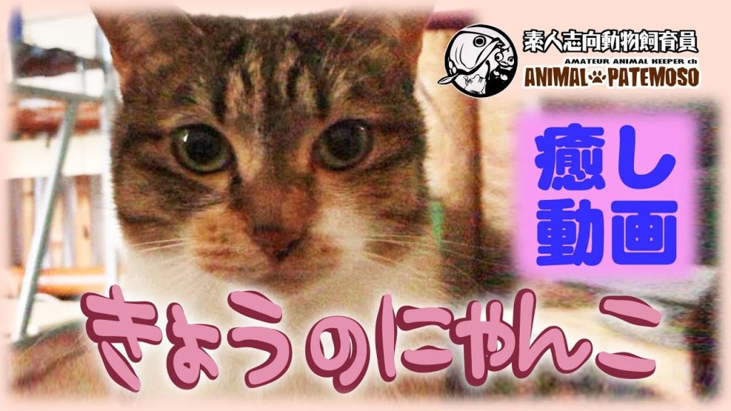【癒しの猫動画】きょうのにゃんこ013【CAT VIDEO】