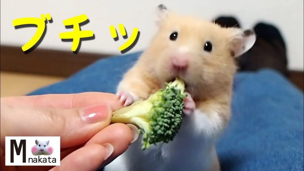【ハムスター】ブロッコリーをむしり取るのが可愛すぎ!おもしろ可愛い癒しHamster that tears down broccoli is too cute!