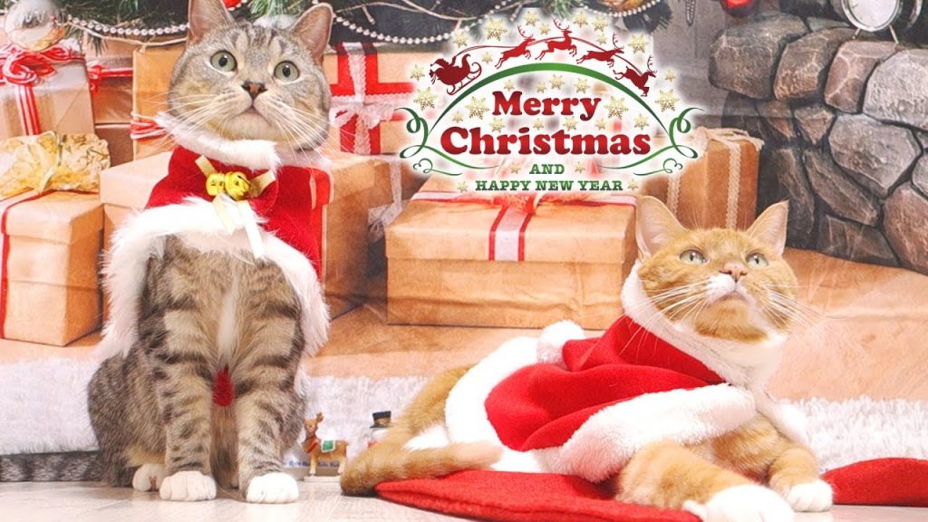 猫サンタからのクリスマスプレゼント！皆様に癒しを届ける可愛い猫ズ
