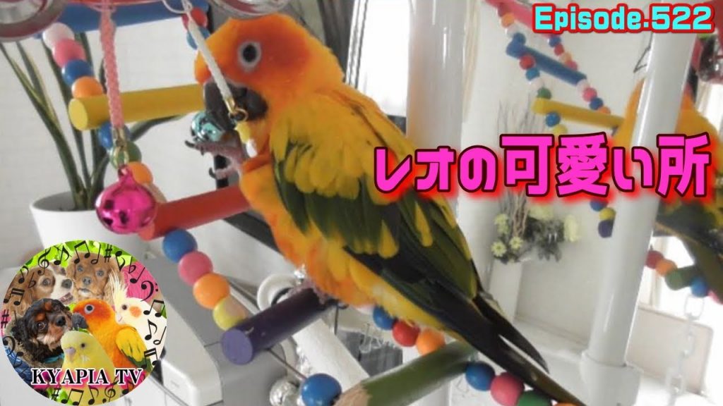癒し！はしご・足の使い方が特徴的なコガネメキシコインコが可愛い522　Cute parakeet (sun conure)