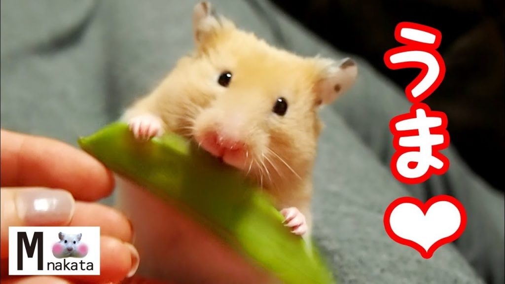 【ハムスター】おすすめおやつ!初めてキヌサヤをあげてみた!おもしろ可愛い癒しHamster that ate the first Snow pea