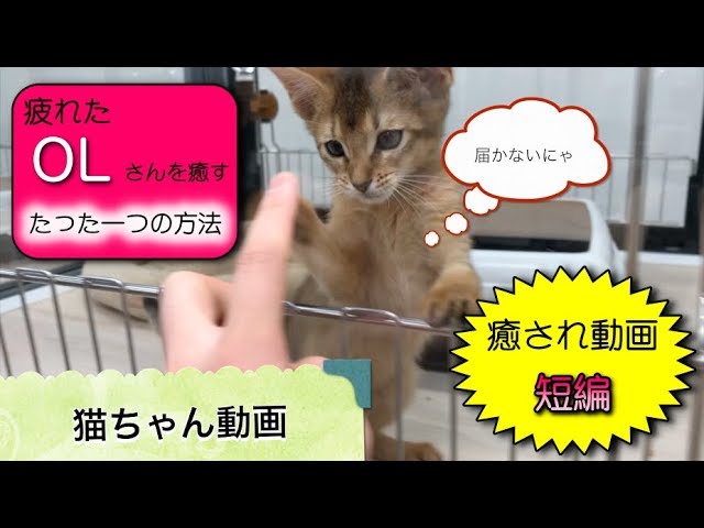 【癒し用】猫ちゃんの動画 OLさんが癒される方法