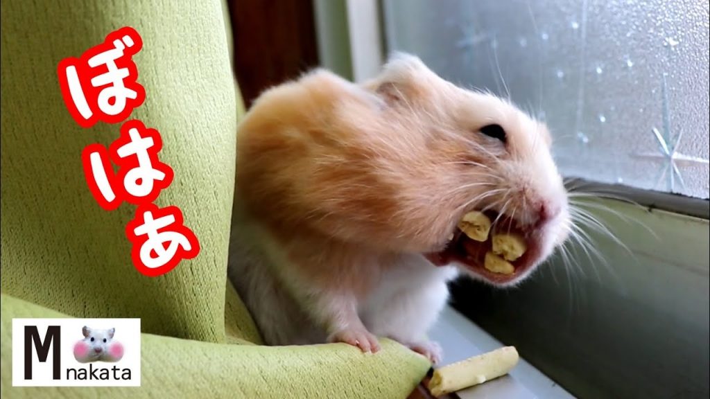 【ハムスター】ヤバい!可愛いハムスターが豹変する瞬間!おもしろ可愛い癒しThe moment when a cute hamster transforms into a beast is crazy!