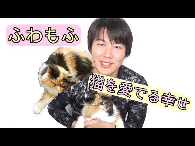 【猫好き以外は】天川家の癒し猫紹介【不快かも】