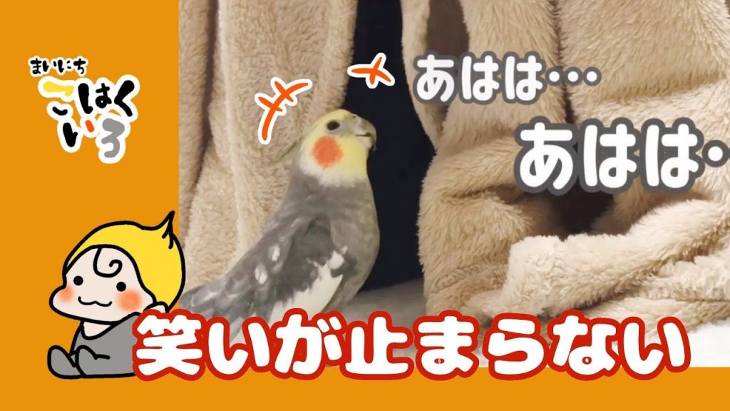 笑いが止まらない☆人間の子供みたい～陽気なオカメインコ　cockatiel