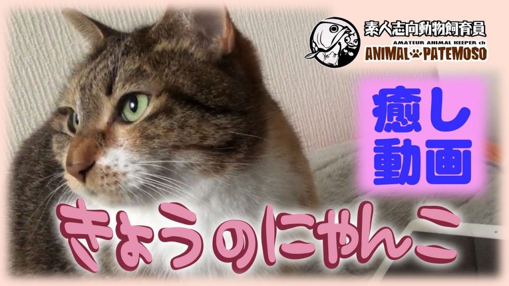 【癒しの猫動画】きょうのにゃんこ016【CAT VIDEO】