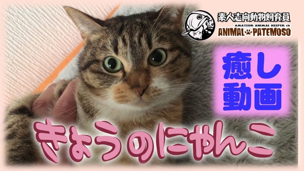 【癒しの猫動画】きょうのにゃんこ015【CAT VIDEO】